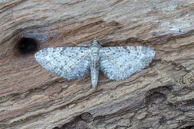 420 Hallonmalmätare - Eupithecia subfuscata