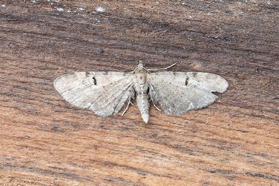 421 Humlemalmätare - Eupithecia assimilata