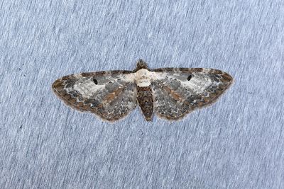 427 Gråbomalmätare - Eupithecia succenturiata