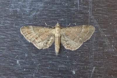 431 Mållmalmätare - Eupithesia simpliciata