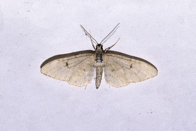 436 Tallmalmätare - Eupithecia indigata