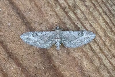 439 Malörtsmalmätare - Eupithecia innotata