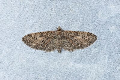 441 Större ekmalmätare - Eupithecia abbreviata