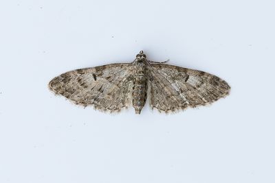 442 Mindre ekmalmätare - Eupithecia dodoneata