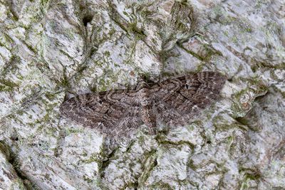 444 Streckad enmalmätare - Eupithecia pusillata
