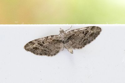 445 Rönnmalmätare - Eupithecia exiguata