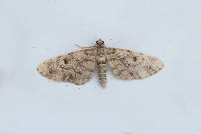 446 Granmalmätare - Eupithecia tantillaria