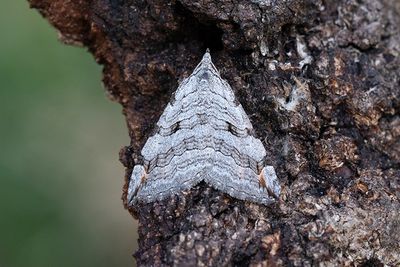 452 Mellantaggmätare - Aplocera plagiata