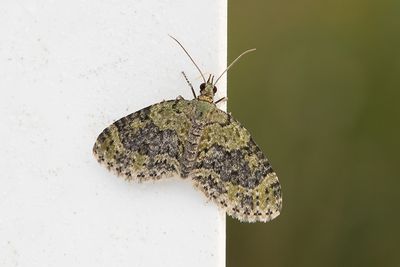 462 Grön lobmätare - Acasis viretata