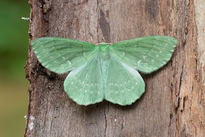 465 Dagfjärilsmätare - Geometra papilionaria