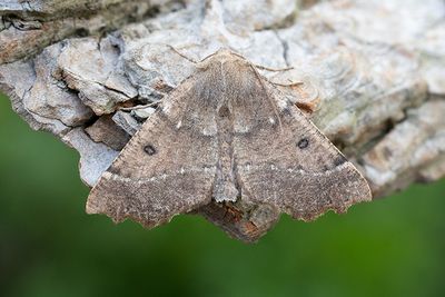 476 Tandmätare - Odontopera bidentata