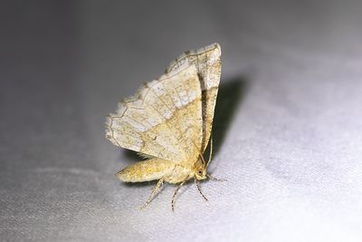 477 Skäckmätare - Cepphis advenaria