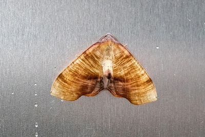 479 Strimmig smalvingemätare - Plagodis dolabraria