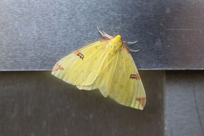 482 Citronmätare - Opisthograptis luteolata