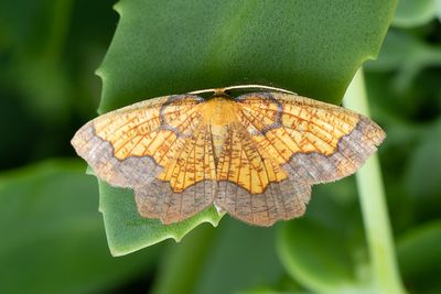 485 Tvärbandad spetsmätare - Epione vespertaria