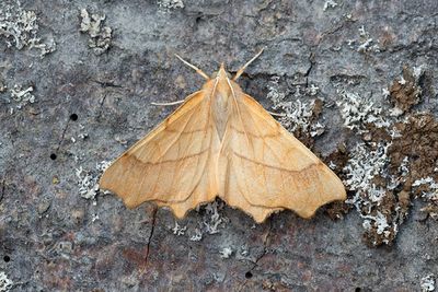 489 Bokflikmätare - Ennomos quercinarius