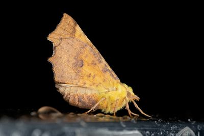 490 Alflikmätare - Ennomos alniarius