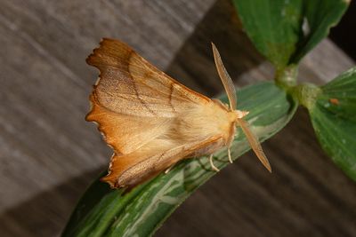 491 Askflikmätare - Ennomos fuscantarius