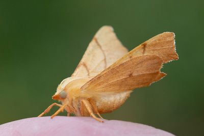 492 Ekflikmätare - Ennomus erosarius