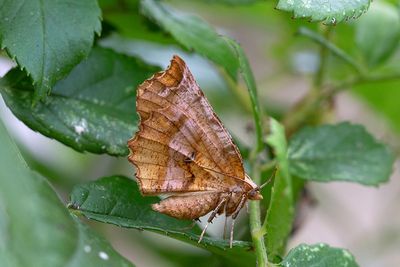494 Grågul månmätare - Selenia dentaria