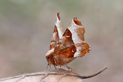 496 Rödbrun månmätare - Selenia tetralunaria