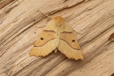 497 Rovmätare - Crocallis elinguaria