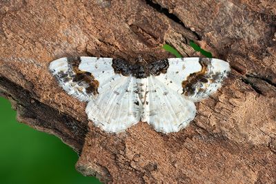 501 Benvedsmätare - Ligdia adustata