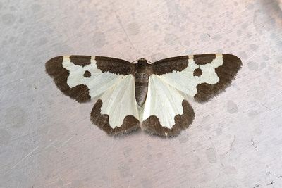 503 Mindre fläckmätare - Lomaspilis marginata