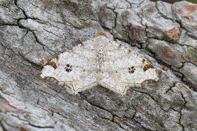 504 Pilbågmätare - Macaria notata