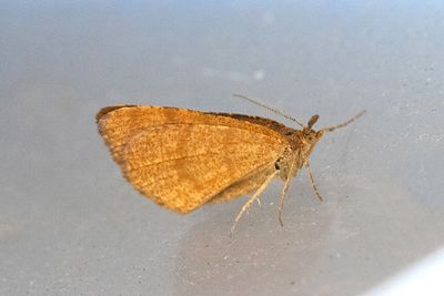 513 Ockragul buskmätare - Macaria brunneata