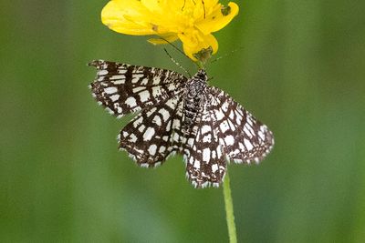 515 Rutig buskmätare - Chiasmia clathrata
