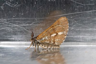 516 Tallmätare - Bupalus piniarius