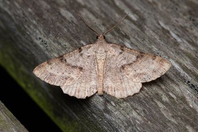 517 Hedmätare - Selidosema brunnearium
