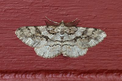 519 Granlavmätare - Peribaptodes secundarius