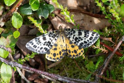 524 Torvmossemätare - Arichanna melanaria