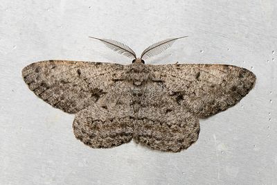 525 Större eklavmätare - Hypomecis roboraria