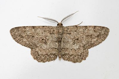 526 Ringad eklavmätare - Hypomecis punctinalis