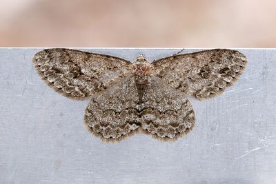 528 Dubbelvågig lavmätare - Ectropis crepuscularia