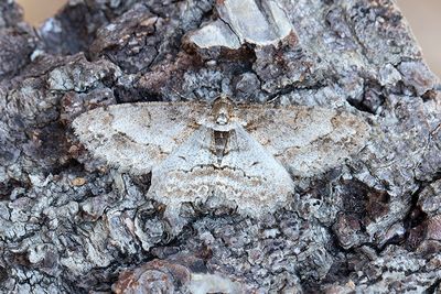 529 Fyrkantsfläckad lavmätare - Paradarisa consonaria