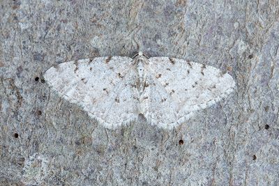 531 Allavmätare - Aethalura punctulata