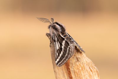 535 Hedvintermätare - Lycia zonaria