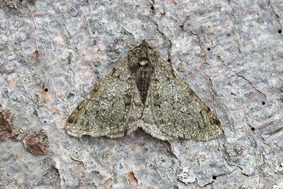 539 Grå fjädermätare - Phigalia pilosaria
