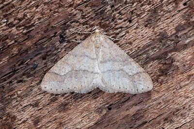541 Grågul frostmätare - Agriopis marginaria