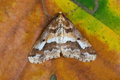 543 Lindmätare - Erannis defoliaria