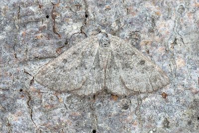 545 Större ringmätare - Gnophos obfuscatus