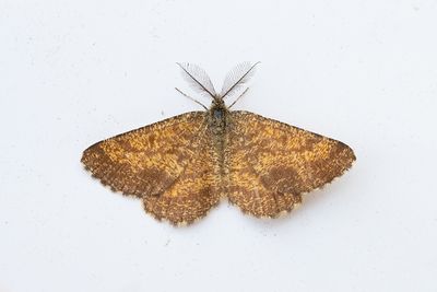 550 Ängsmätare - Ematurga atomaria