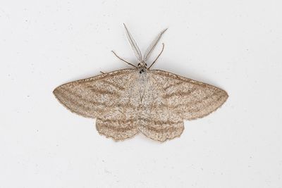551 Pudermätare - Perconia strigillaria