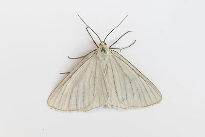 552 Svartribbad vitvingemätare - Siona lineata