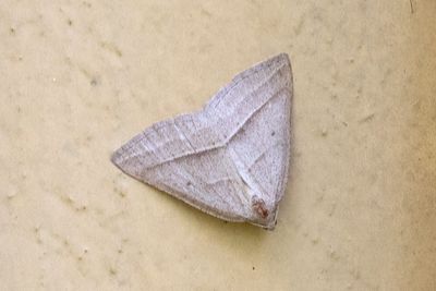 554 Ormbunksmätare - Petrophora chlorosata