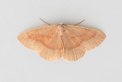 556 Barrskogsmätare - Hylaea fasciara